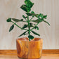 Teak Wood Abstract Straight Bowl & Vase-11.8"x11.8"x8.2"